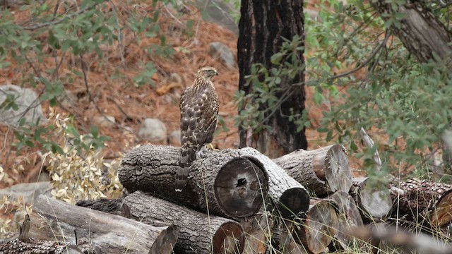 American Goshawk - ML641410538