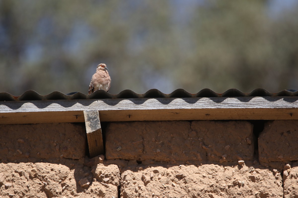 Bare-faced Ground Dove - ML641410566