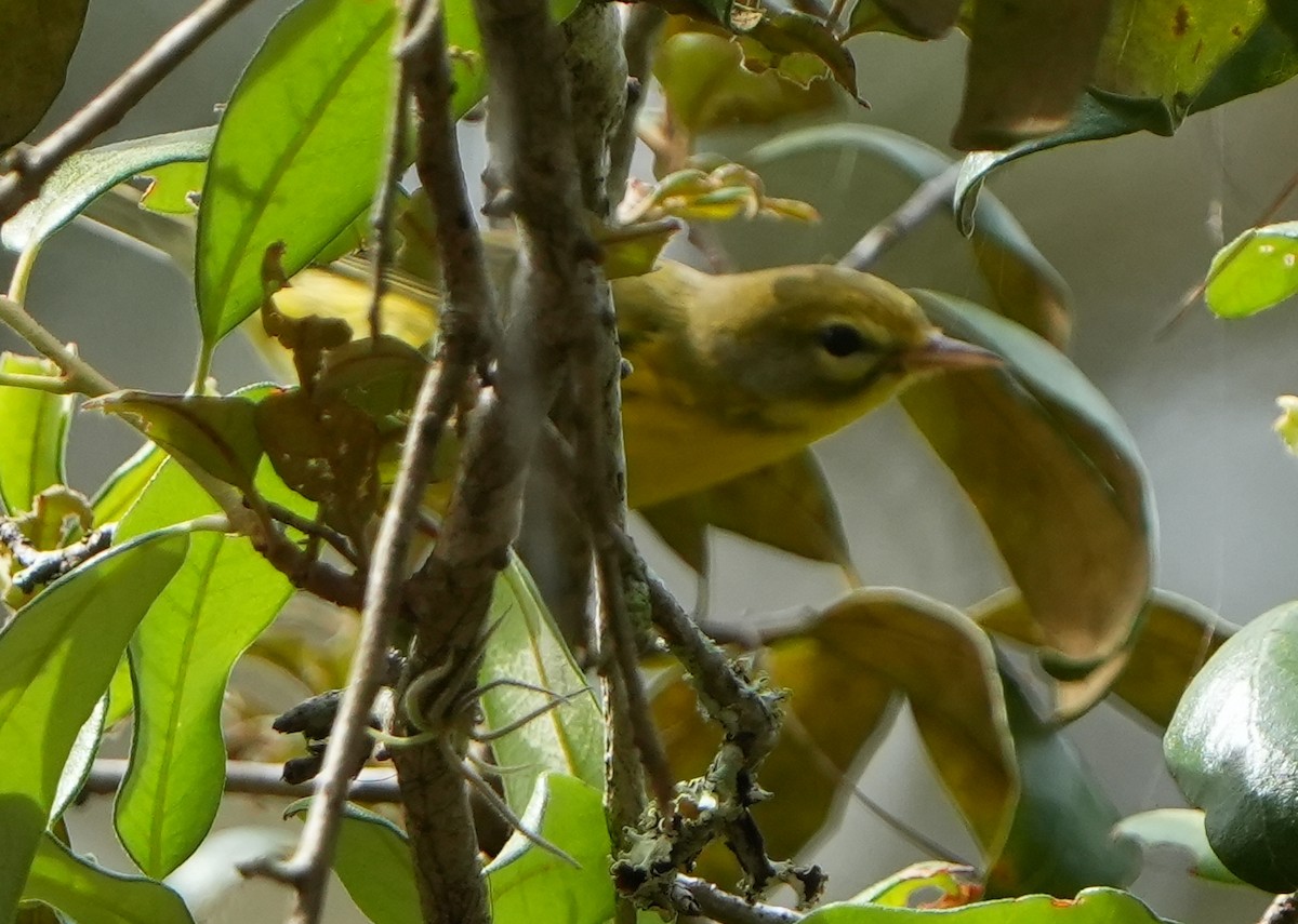 Prairie Warbler - ML641410571