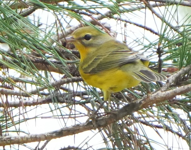 Prairie Warbler - ML641410593