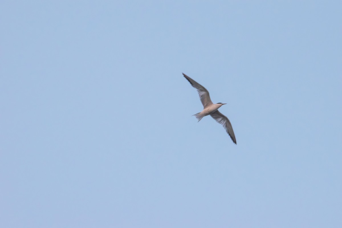 Least Tern - ML641410601