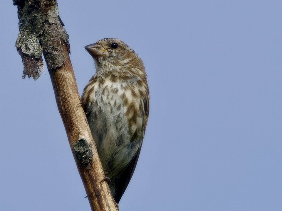 Purple Finch - ML641410624