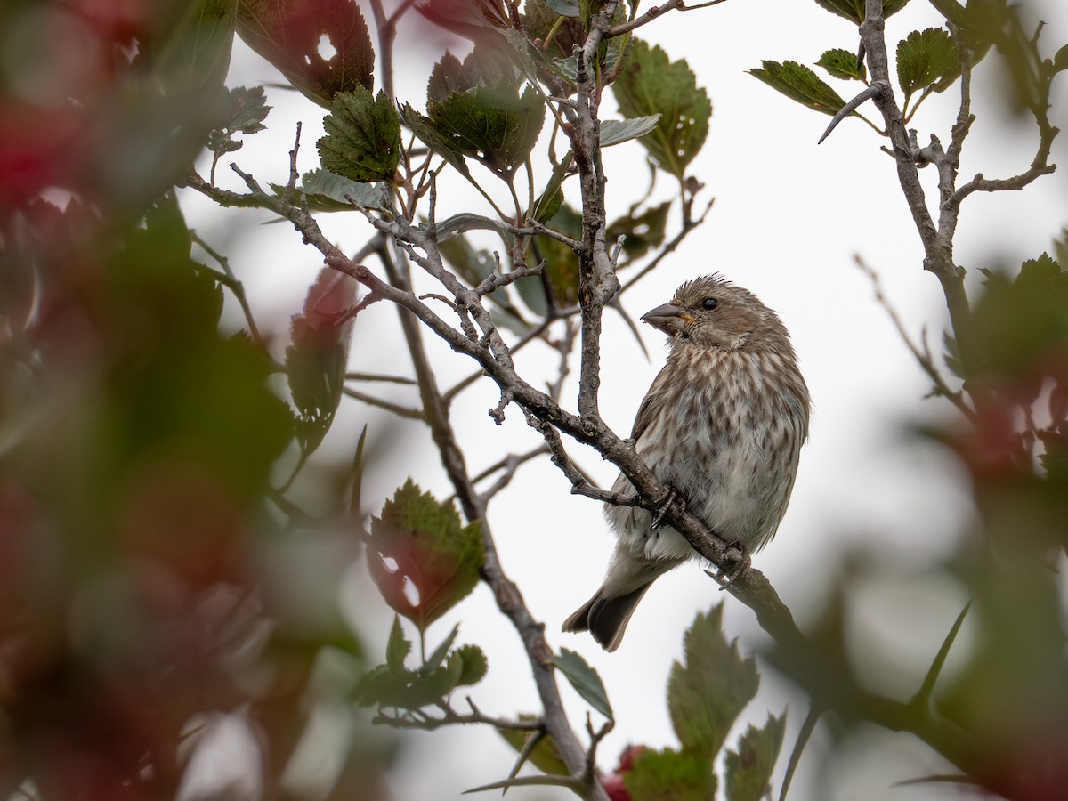 Purple Finch - ML641410626