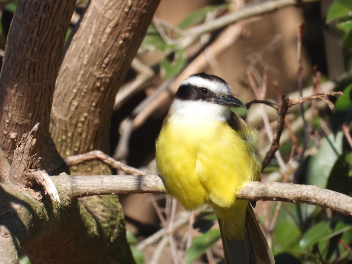 Great Kiskadee - ML641410630