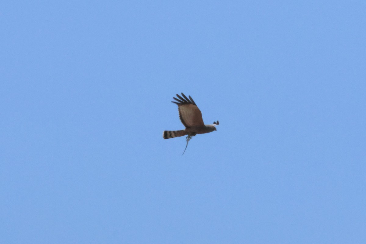 Spotted Harrier - ML641410632