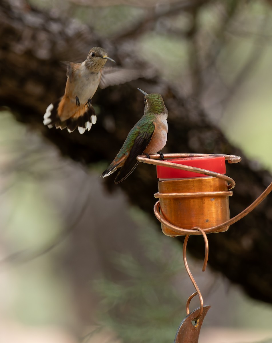Colibrí Rufo - ML641410633