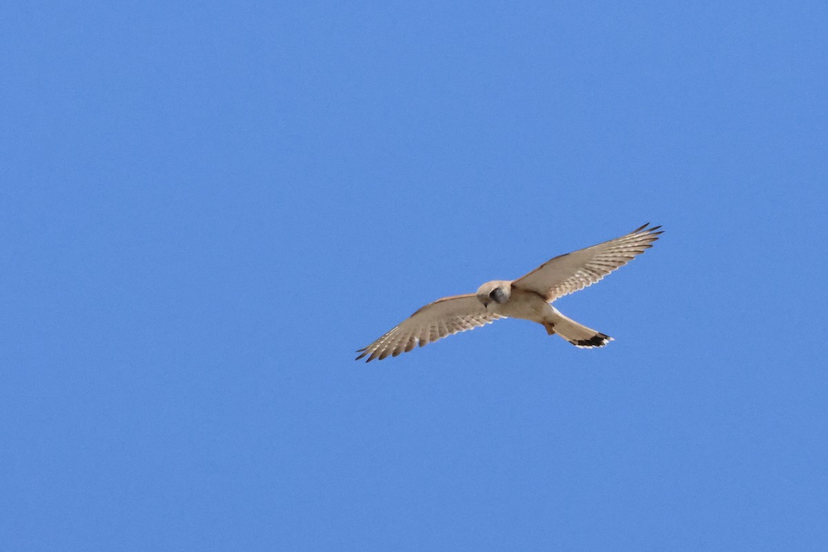 Nankeen Kestrel - ML641410635