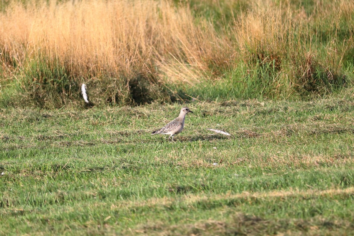 American Golden-Plover - ML641410636