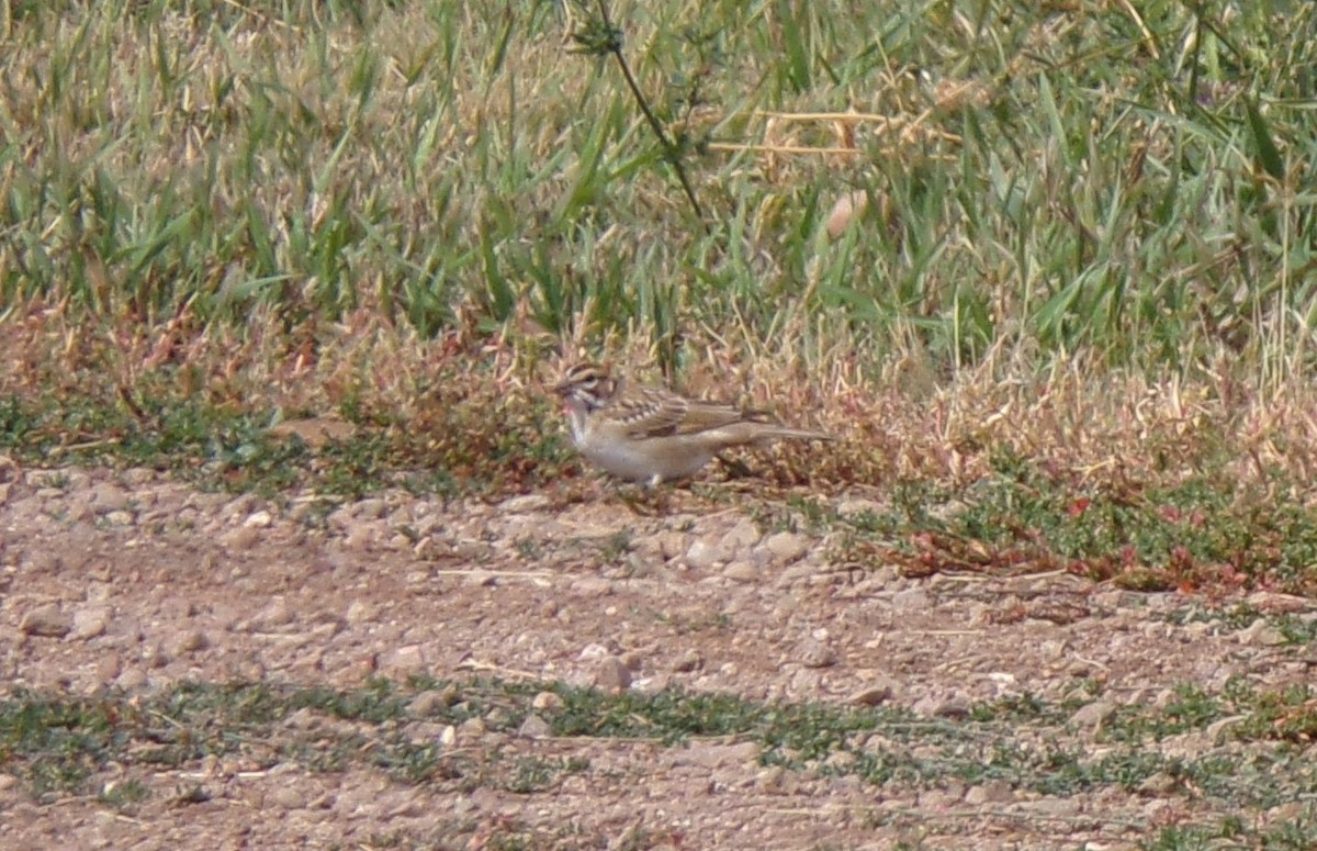 Lark Sparrow - ML641410637