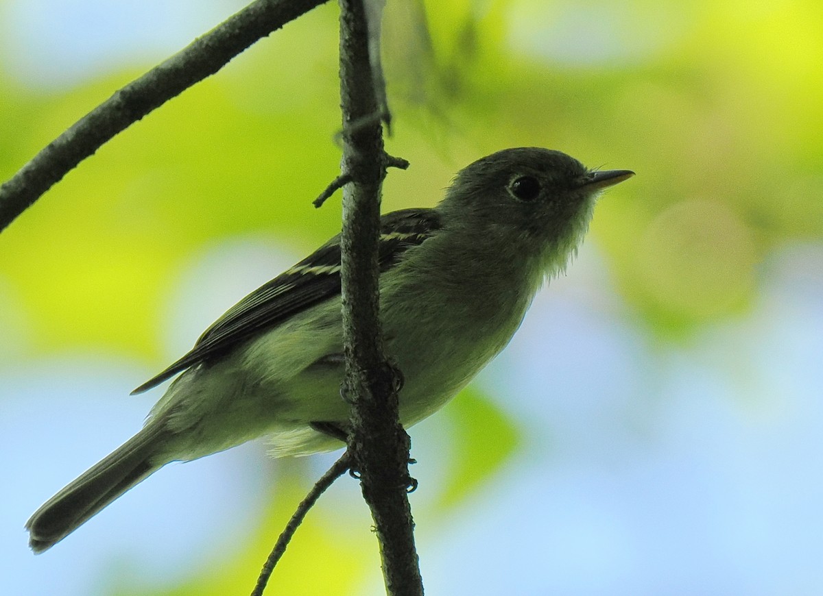 Empidonax sp. - ML641410638