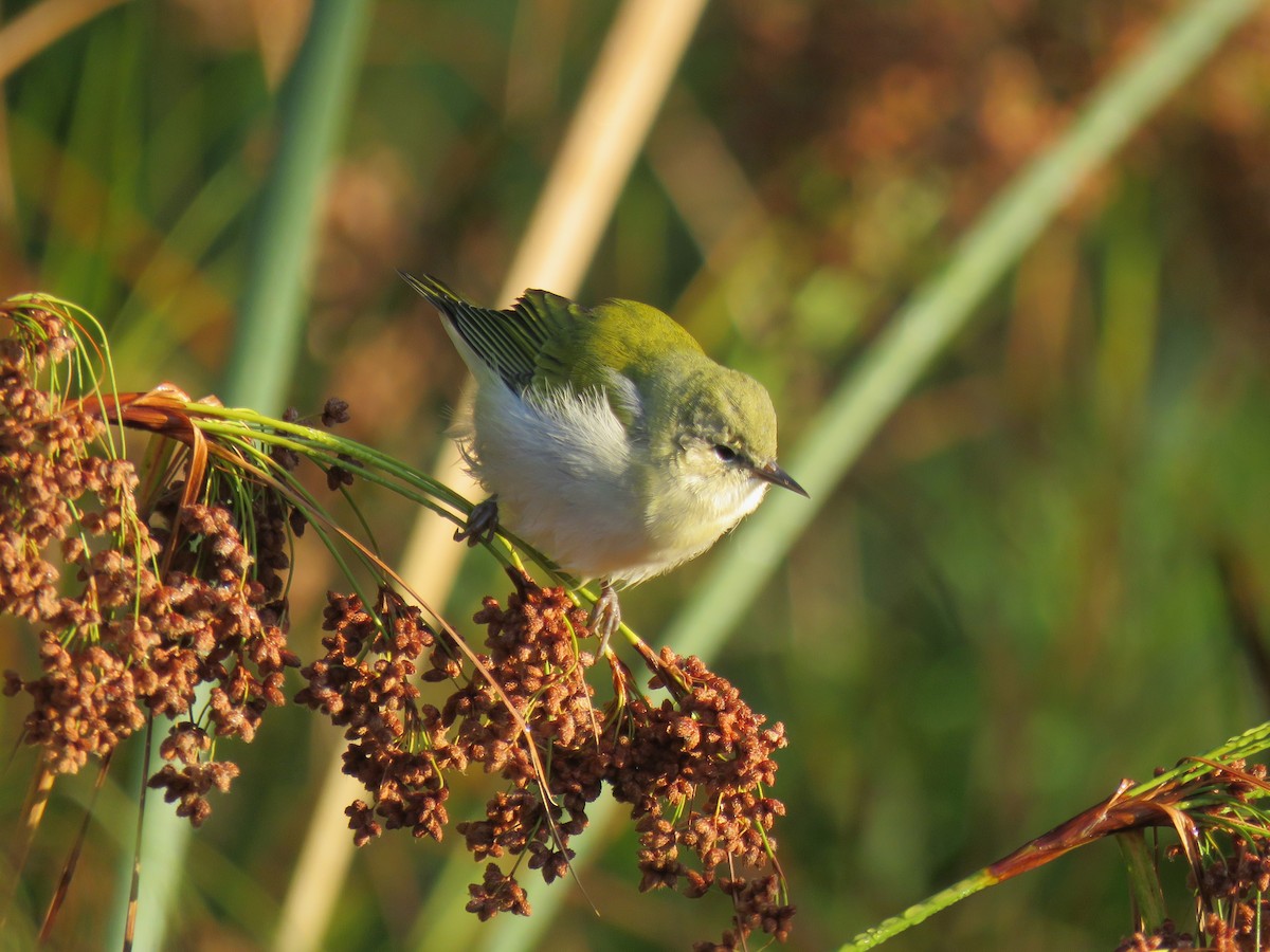 Tennessee Warbler - ML641410639