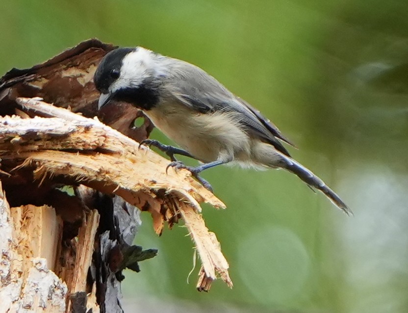 Carolina Chickadee - ML641410640
