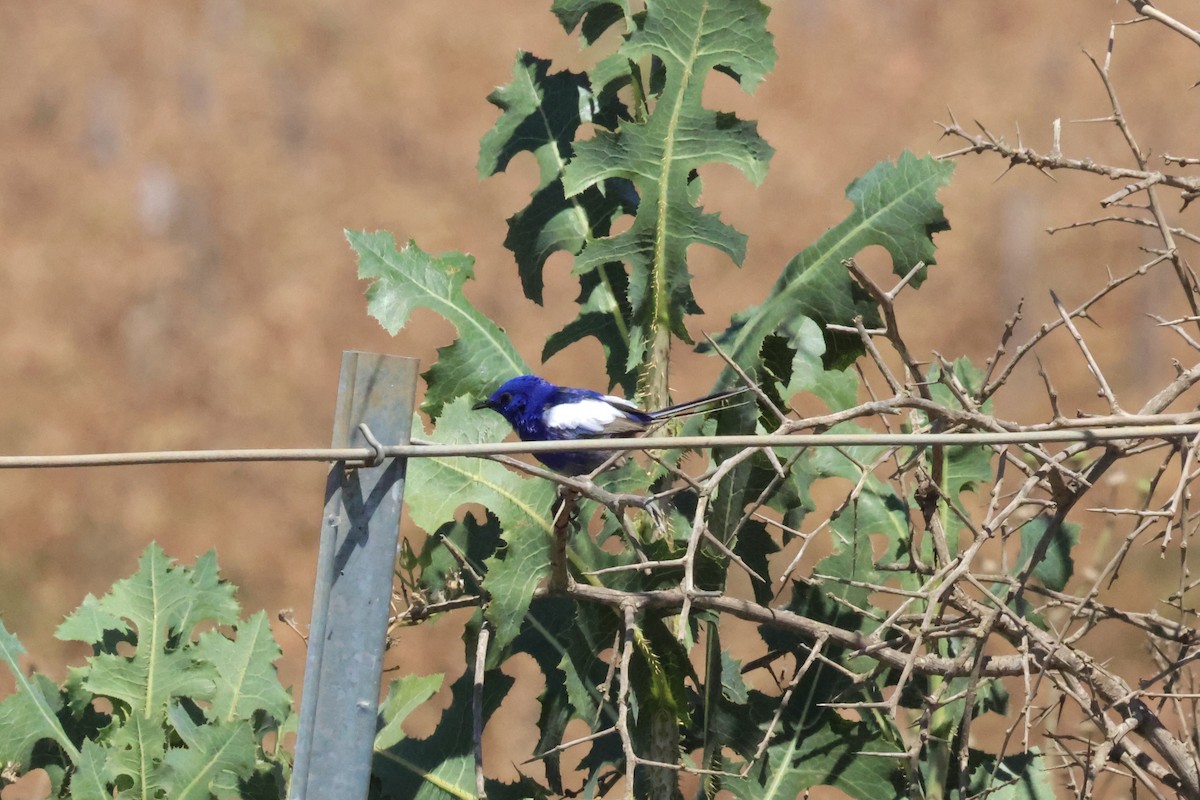 White-winged Fairywren - ML641410641