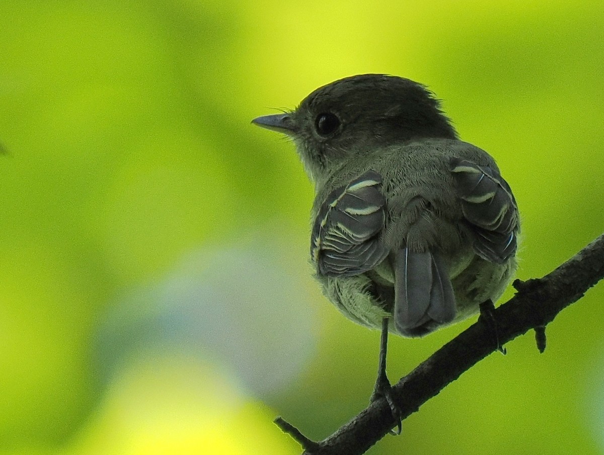 Empidonax sp. - ML641410643