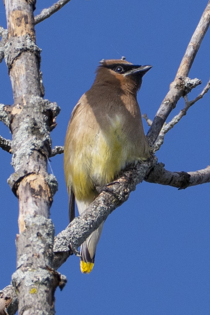 Cedar Waxwing - ML641410644