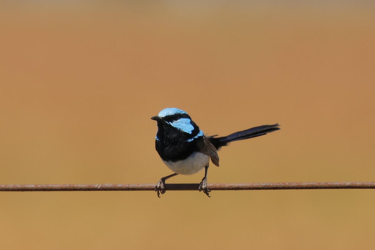 Superb Fairywren - ML641410645