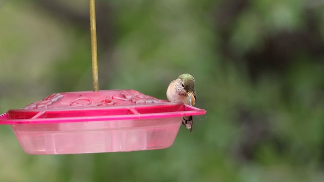 Calliope Hummingbird - ML641410646