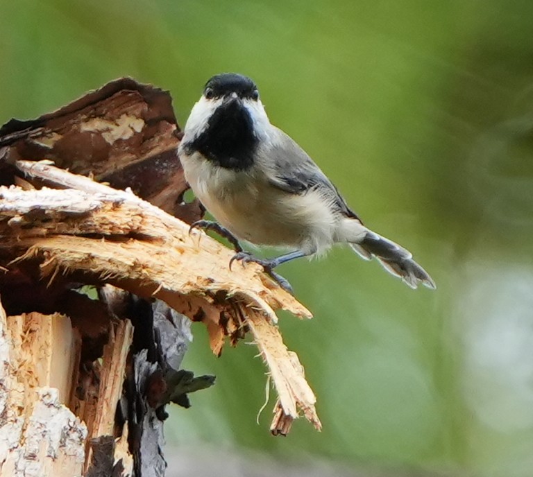 Carolina Chickadee - ML641410647