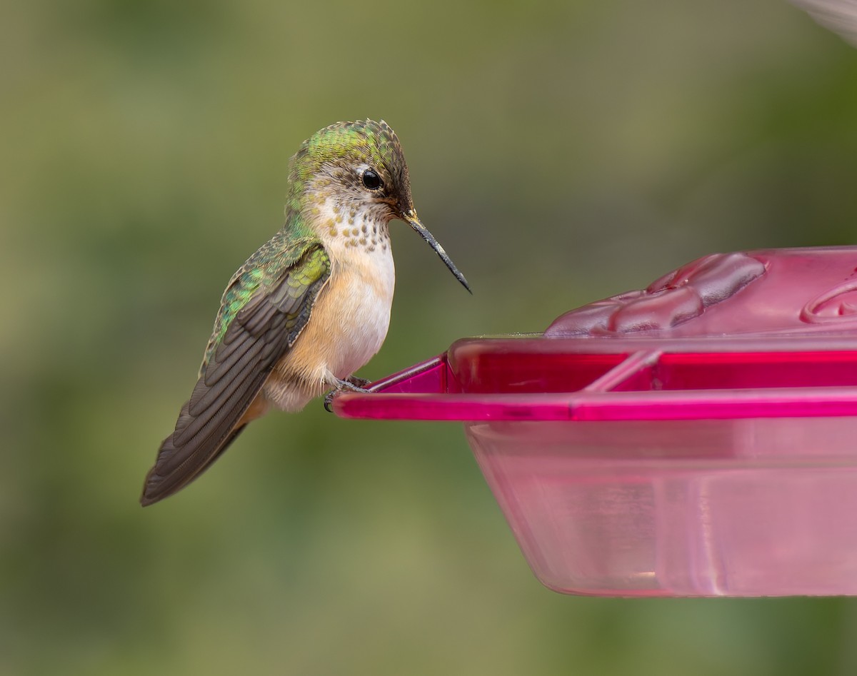 Calliope Hummingbird - ML641410648