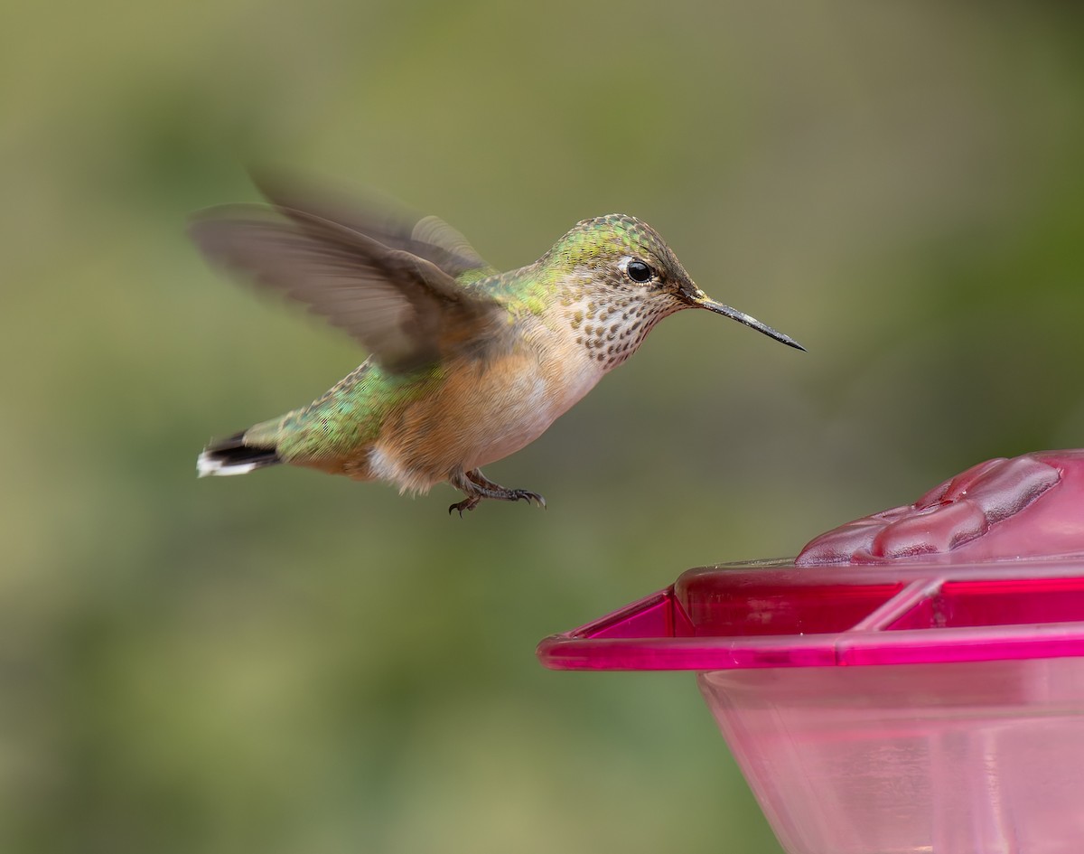 Calliope Hummingbird - ML641410649