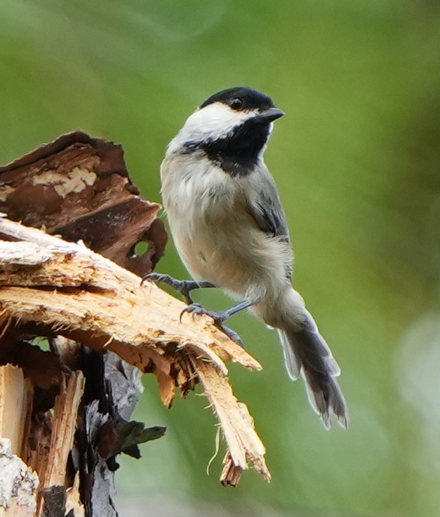 Carolina Chickadee - ML641410652