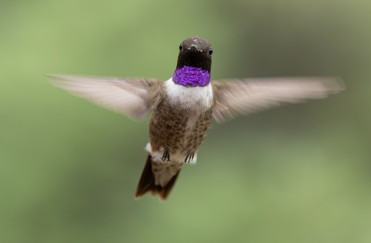 Black-chinned Hummingbird - ML641410653