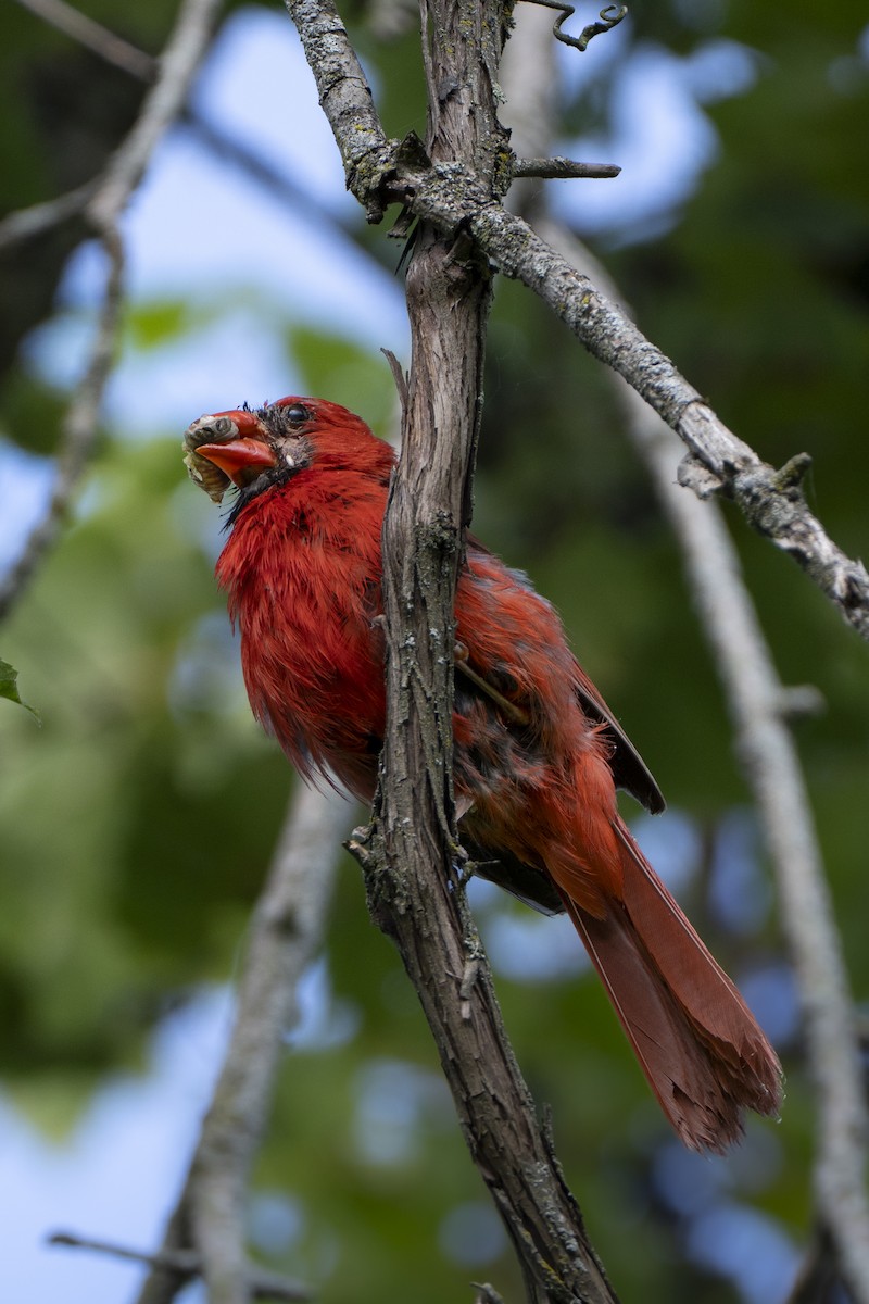 Northern Cardinal - ML641410654