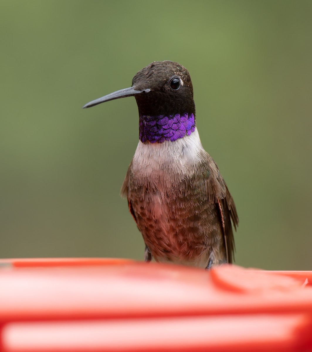Black-chinned Hummingbird - ML641410655