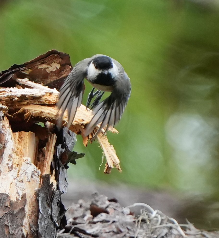 Carolina Chickadee - ML641410657