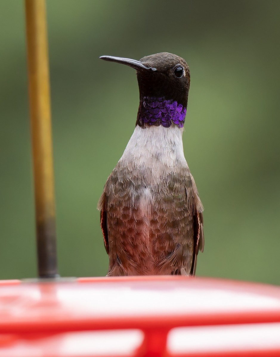 Black-chinned Hummingbird - ML641410658
