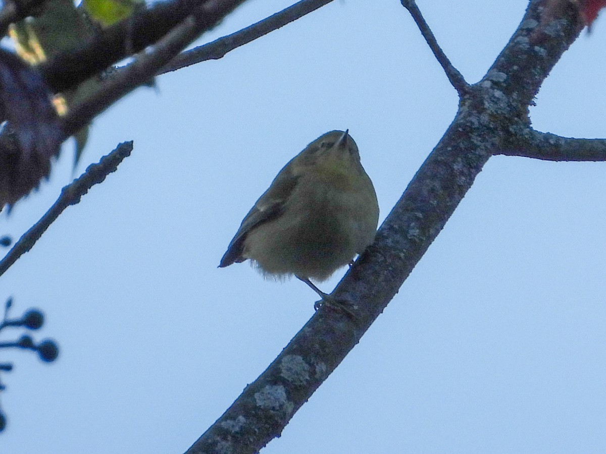 Tennessee Warbler - ML641410659