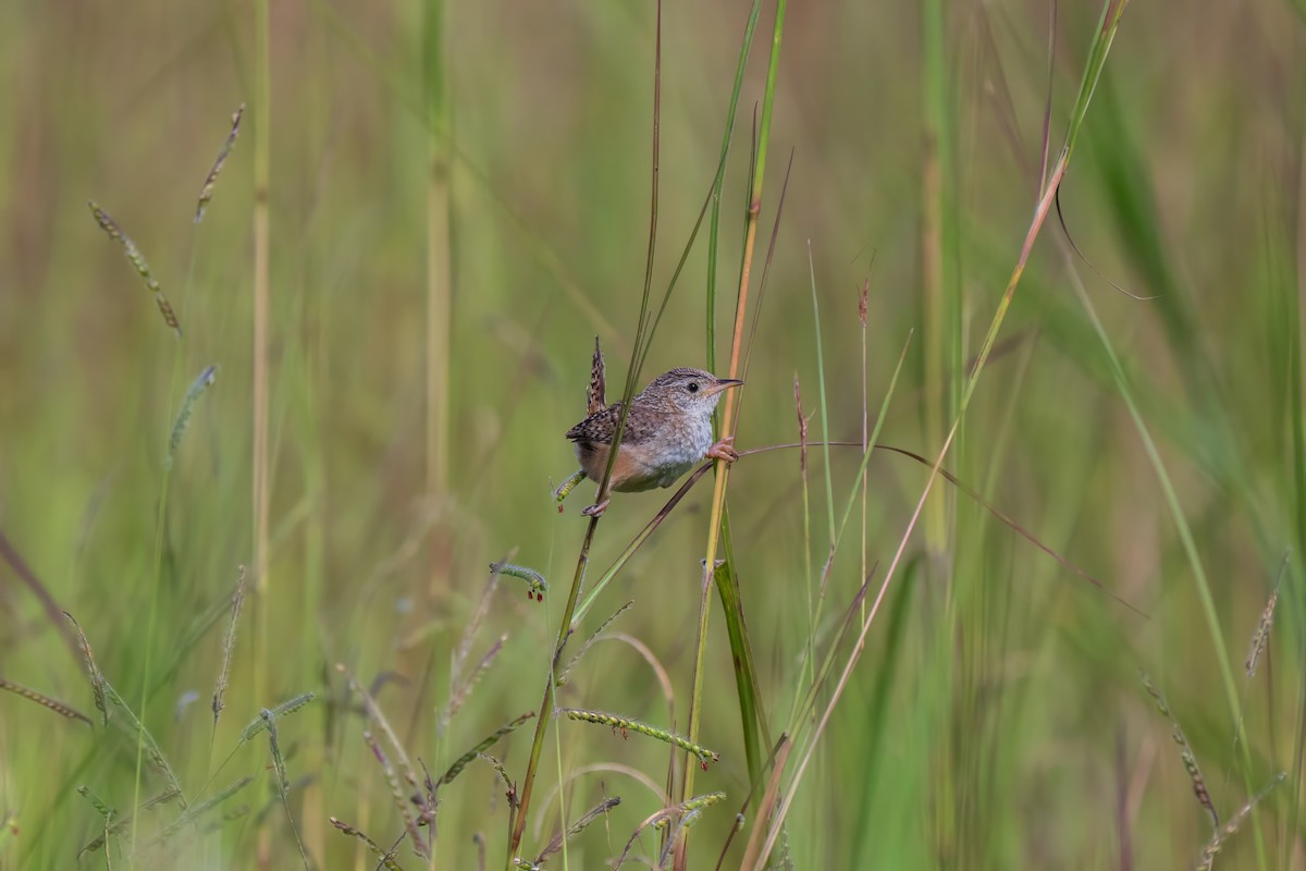 Grass Wren - ML641410660