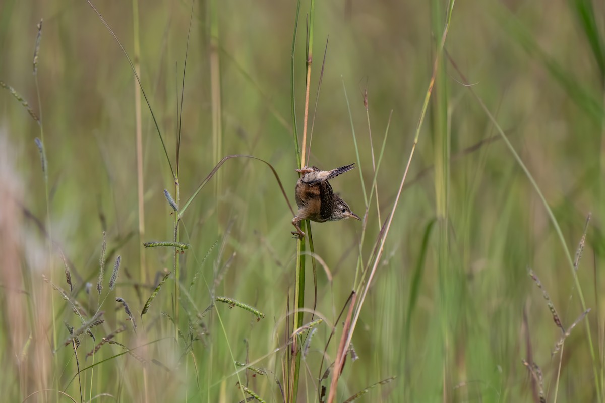 Grass Wren - ML641410661