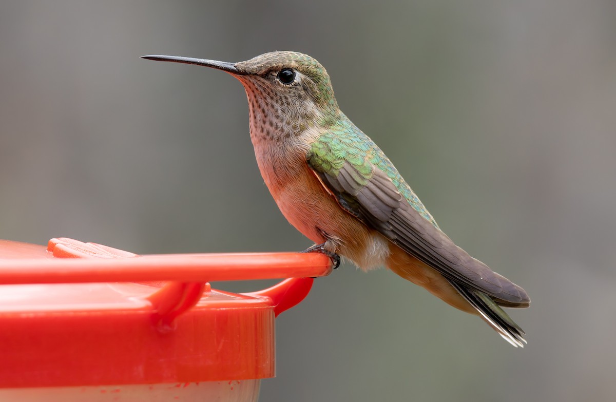 Broad-tailed Hummingbird - ML641410662