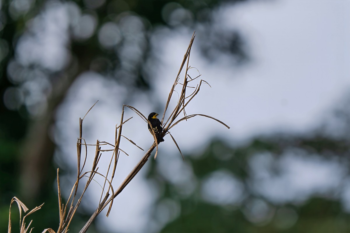 Lesser Goldfinch - ML641410665
