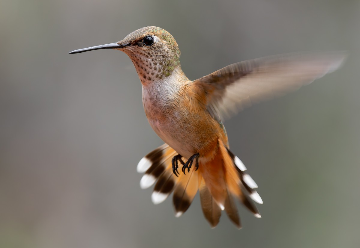 Colibrí Rufo - ML641410670