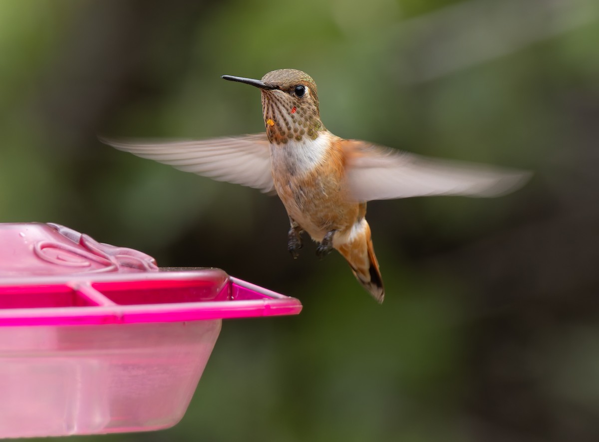 Colibrí Rufo - ML641410676