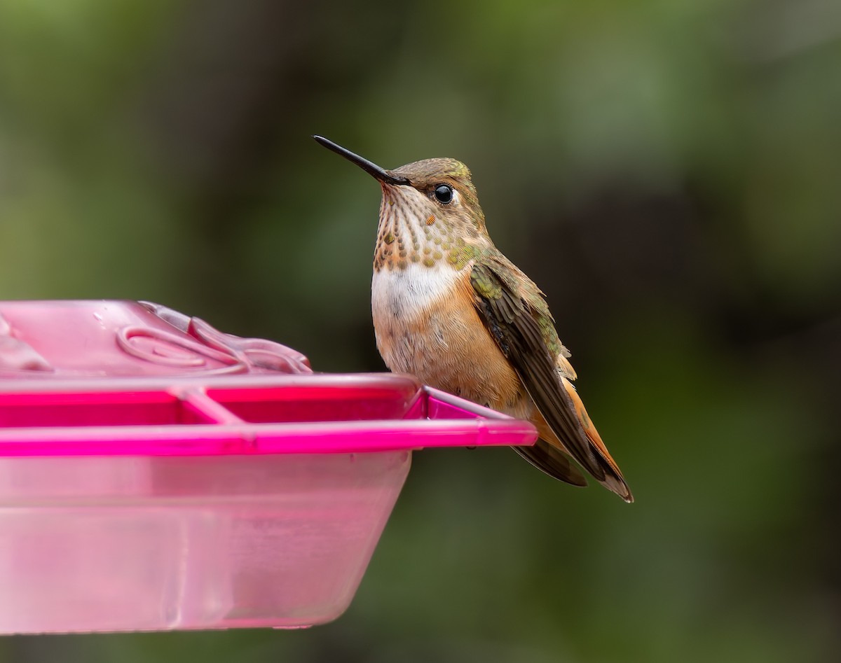 Colibrí Rufo - ML641410677