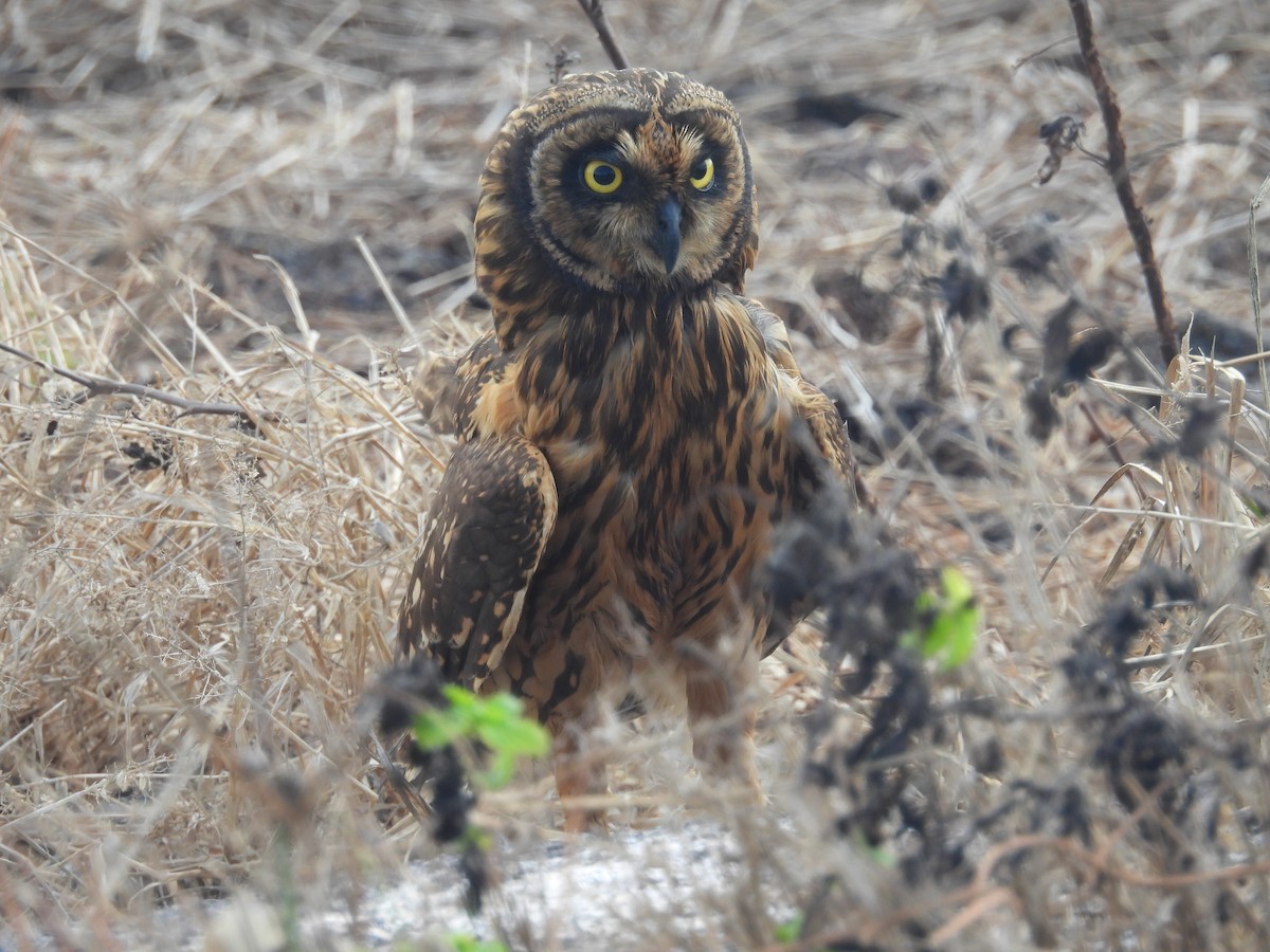 Short-eared Owl (Galapagos) - ML641410713