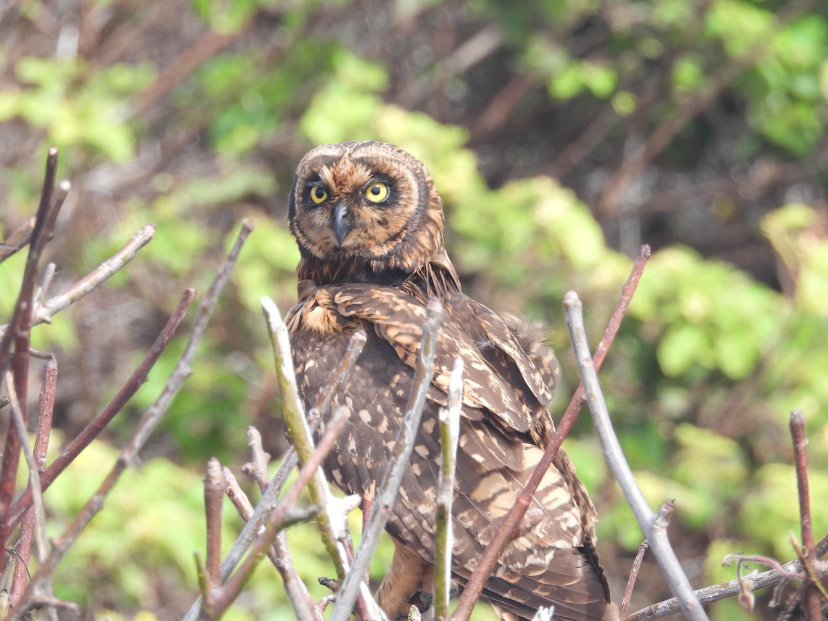 Short-eared Owl (Galapagos) - ML641410719