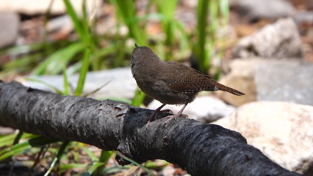 Northern House Wren - ML641410720