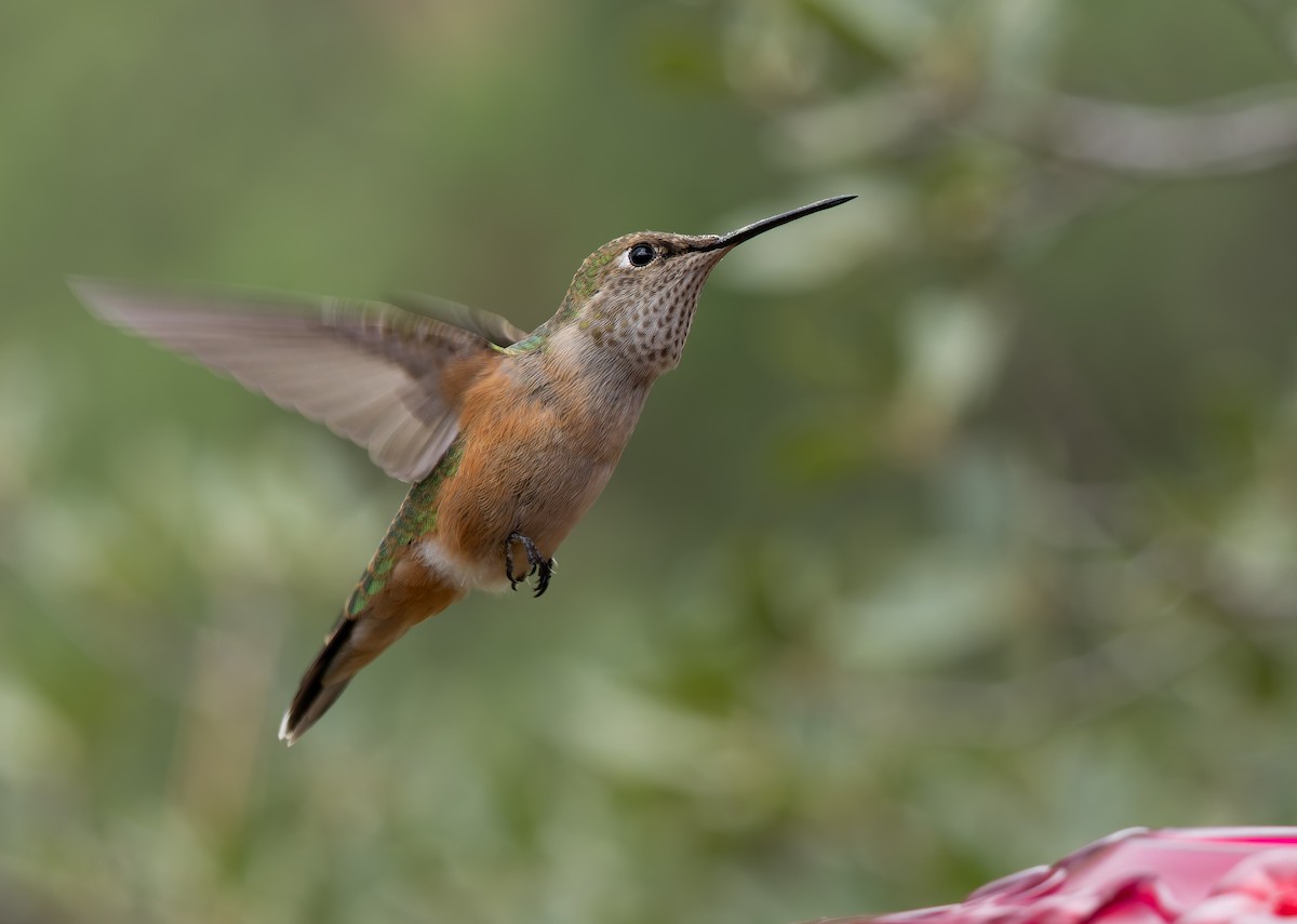 Broad-tailed Hummingbird - ML641410726