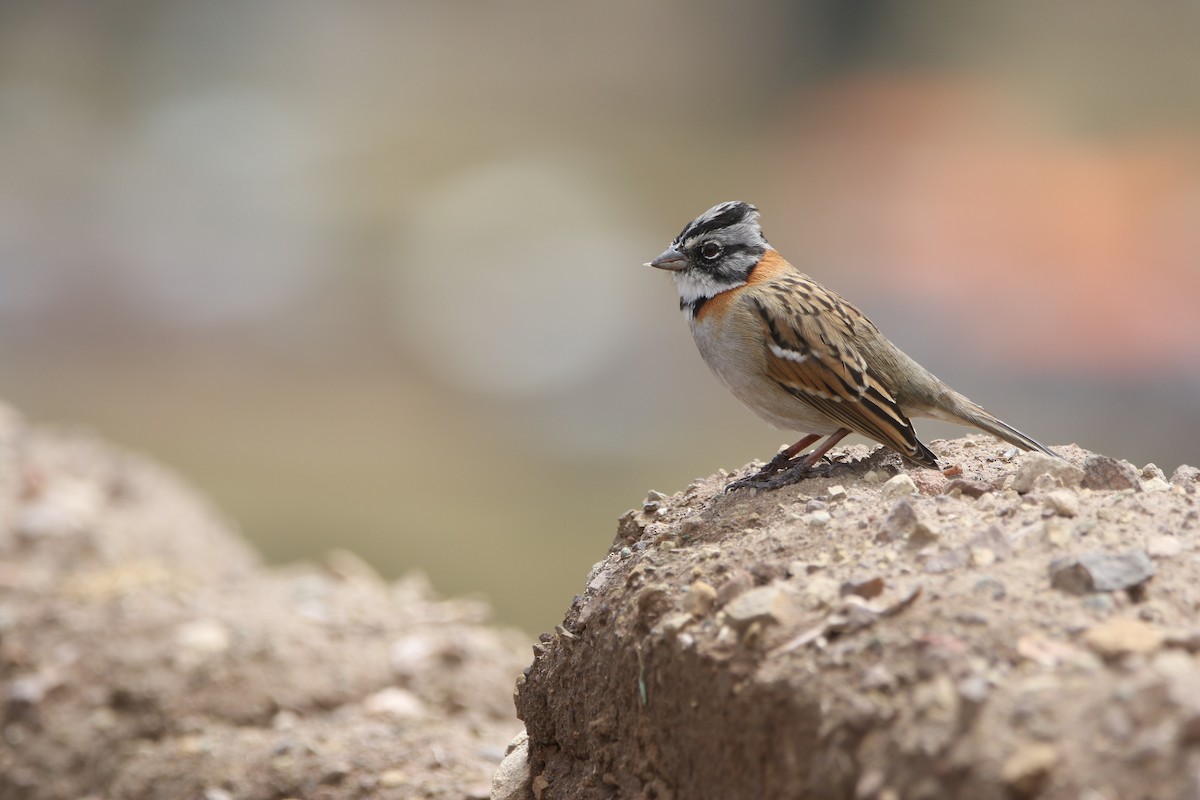 Rufous-collared Sparrow - ML641410736