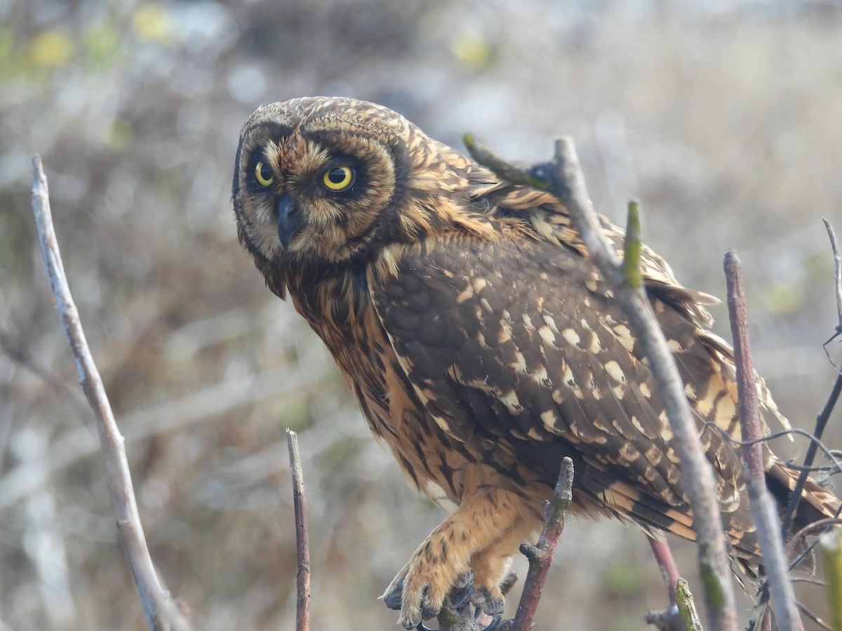 Short-eared Owl (Galapagos) - ML641410746