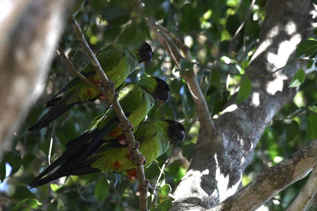 Conure nanday - ML641410753