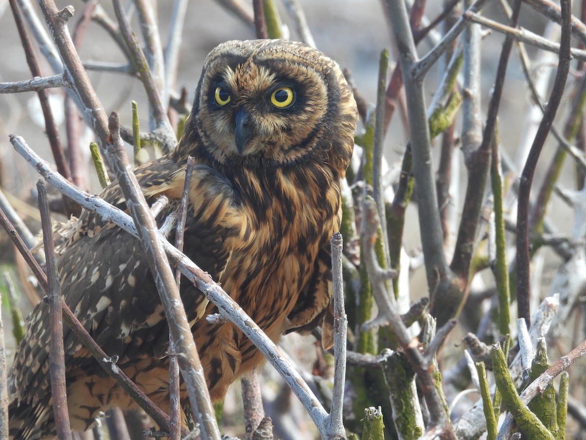 Short-eared Owl (Galapagos) - ML641410755