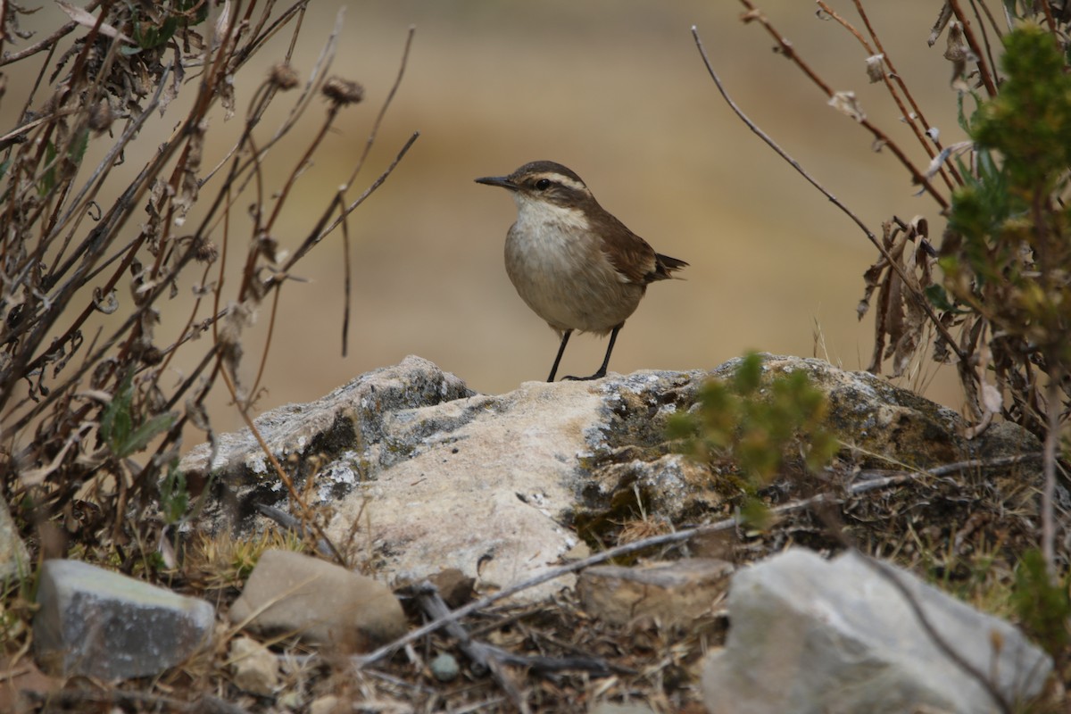 Cream-winged Cinclodes - ML641410762