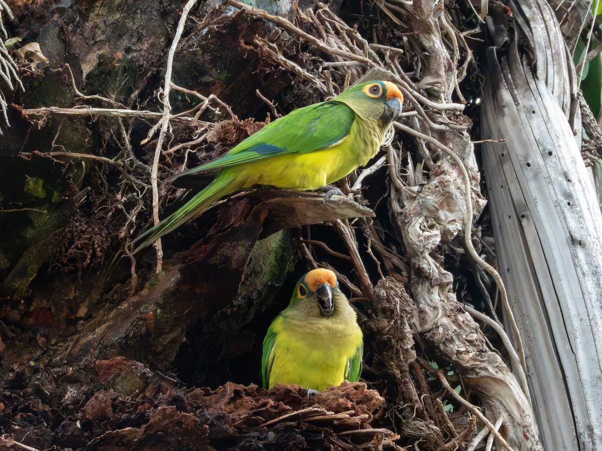 Conure couronnée - ML641410774