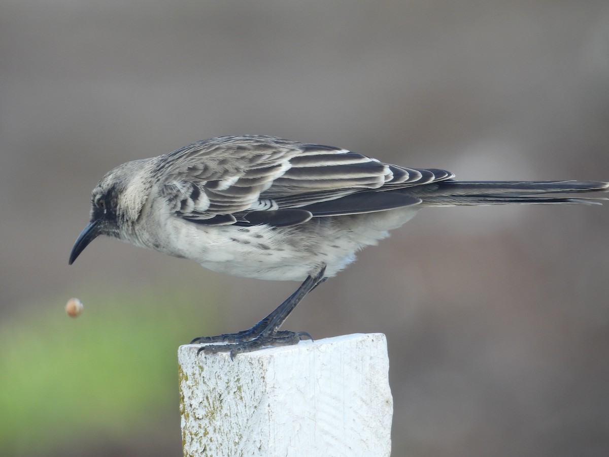 Galapagos Mockingbird - ML641410778