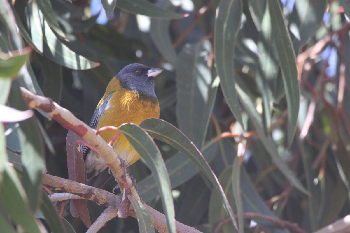 Peruvian Sierra Finch - ML641410781